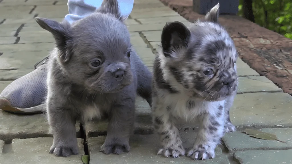 Fluffy French Bulldog