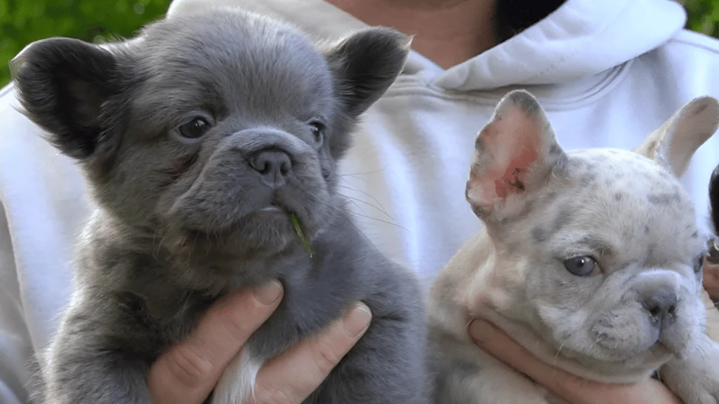 Fluffy French Bulldog