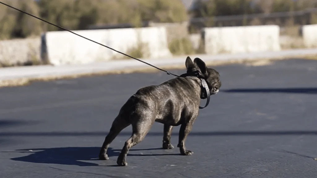 Aggressive French Bulldog