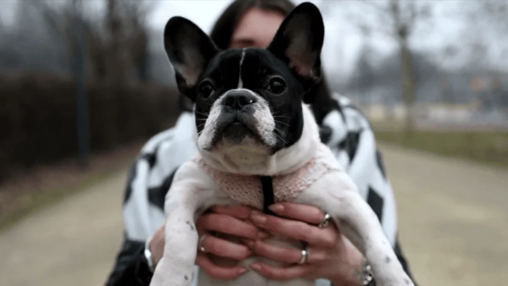 Are French Bulldog Good with Kids