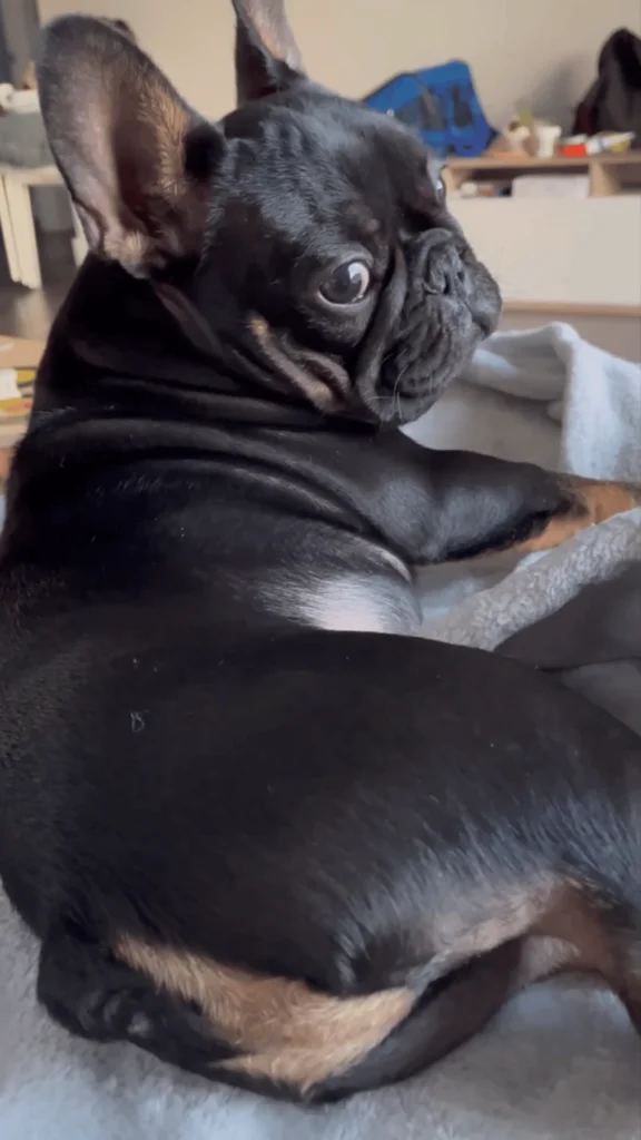 Why Frenchies Fart