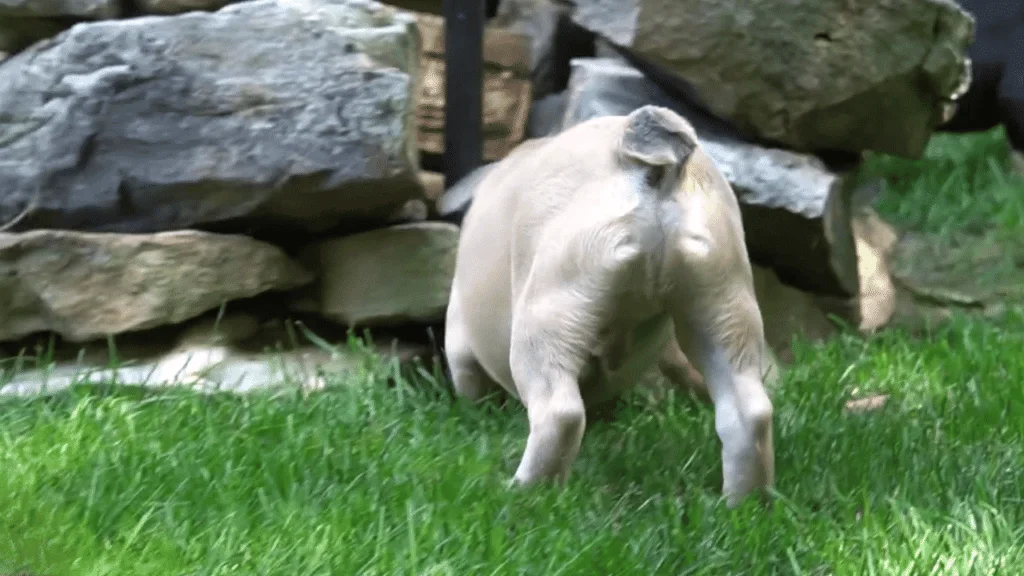 French Bulldogs Have Tail