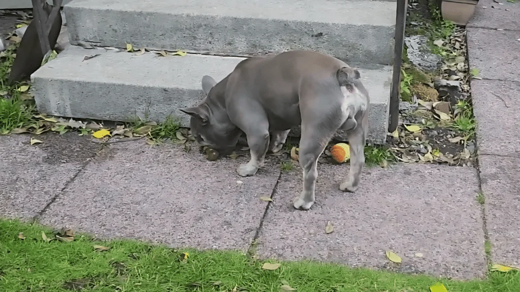 French Bulldogs Have Tail