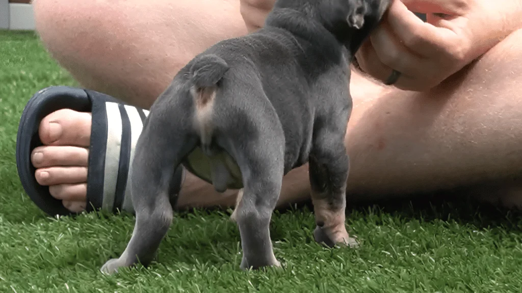 French Bulldogs Have Tail