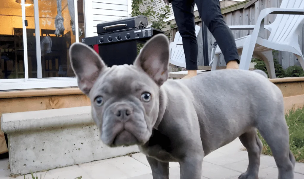 When French bulldog Stop Grow