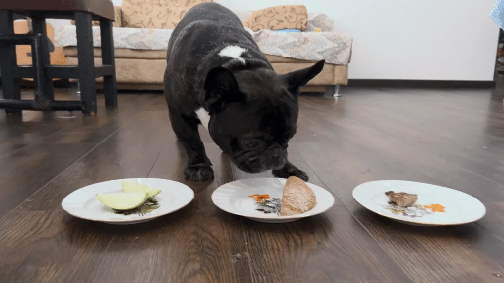 What Can French Bulldogs Eat