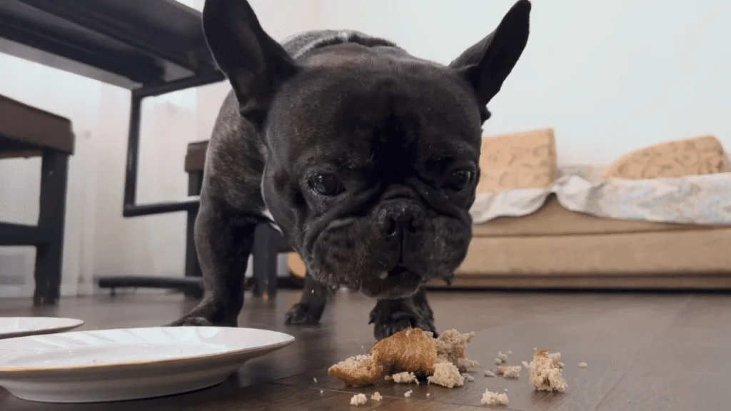 What Can French Bulldogs Eat