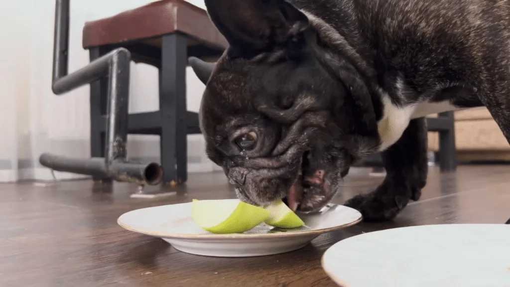 What Can French Bulldogs Eat