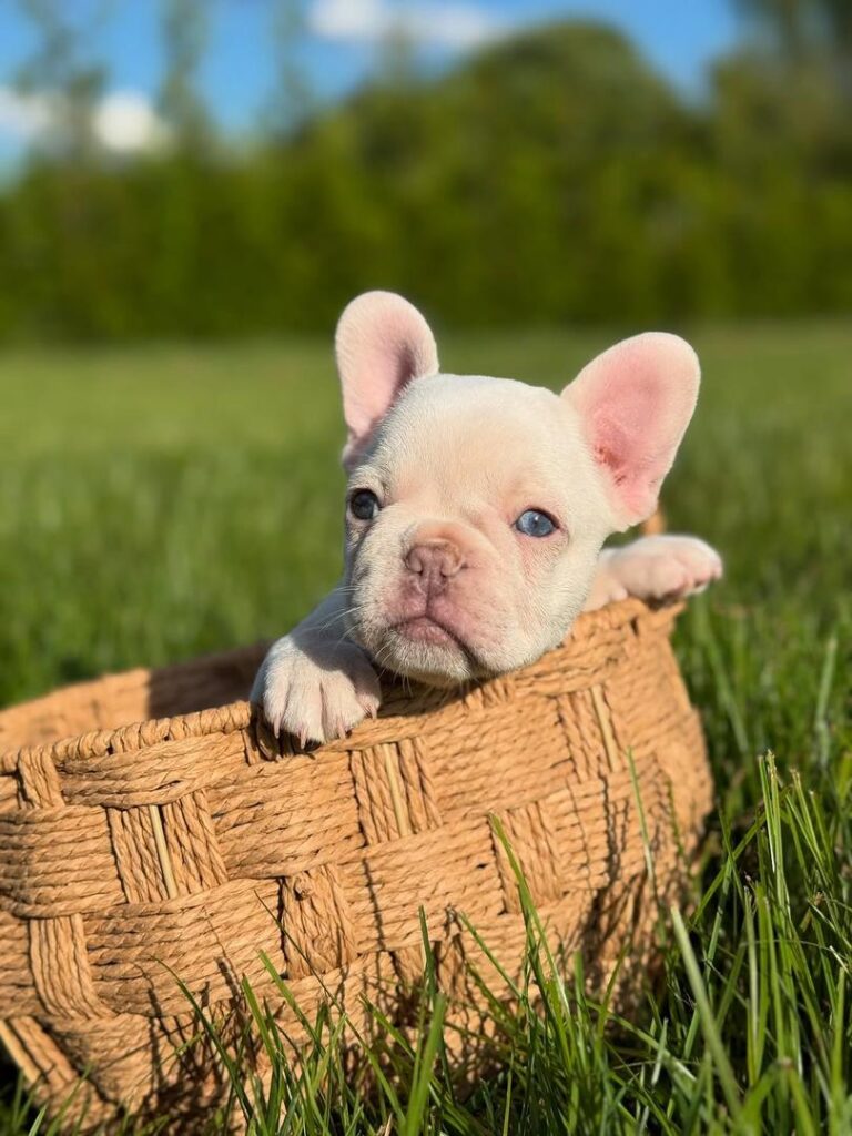 24e2acb7-98a8-4129-848a-e02bd3ebea48