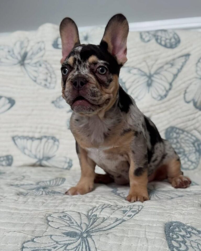 49f8d4a3-9cca-473c-a4f6-7c4fe76a245f