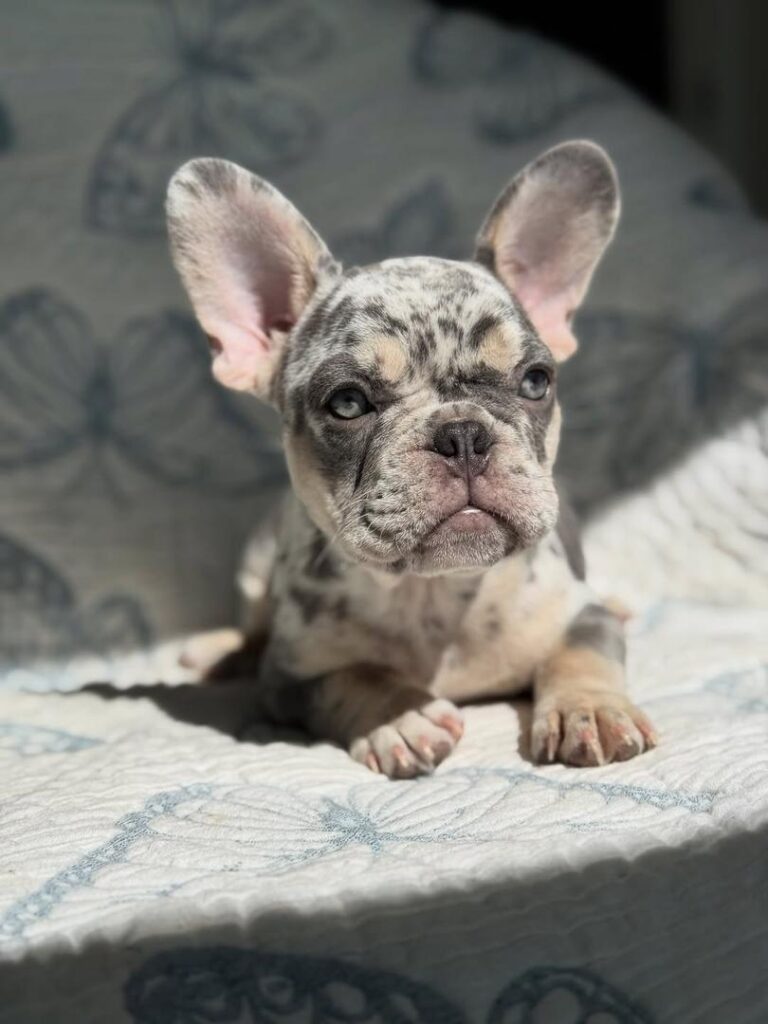 88a5f333-b29c-4a3b-a635-94008ad9114a