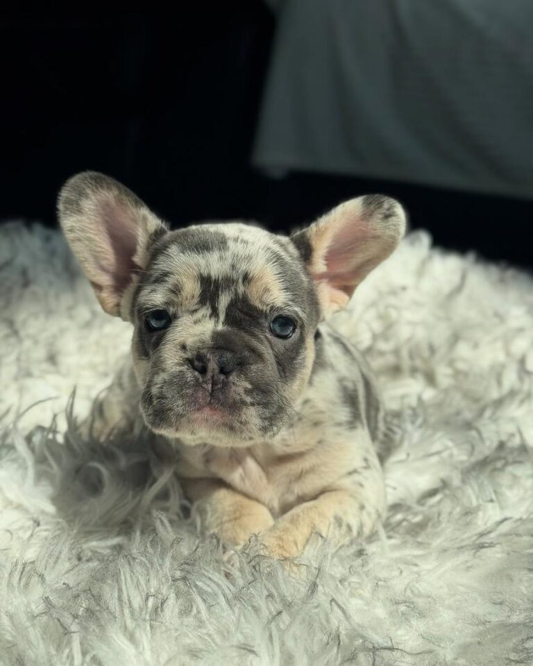 8a01e9bc-75e4-4e37-8737-2ce2d8e1c7a3