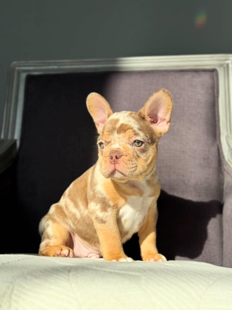 WhatsApp Image 2025-12-05 at 11.45.01 PM