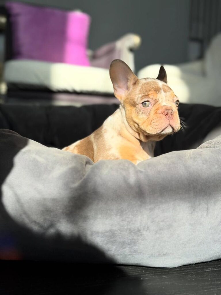 WhatsApp Image 2025-12-05 at 11.45.02 PM (1)