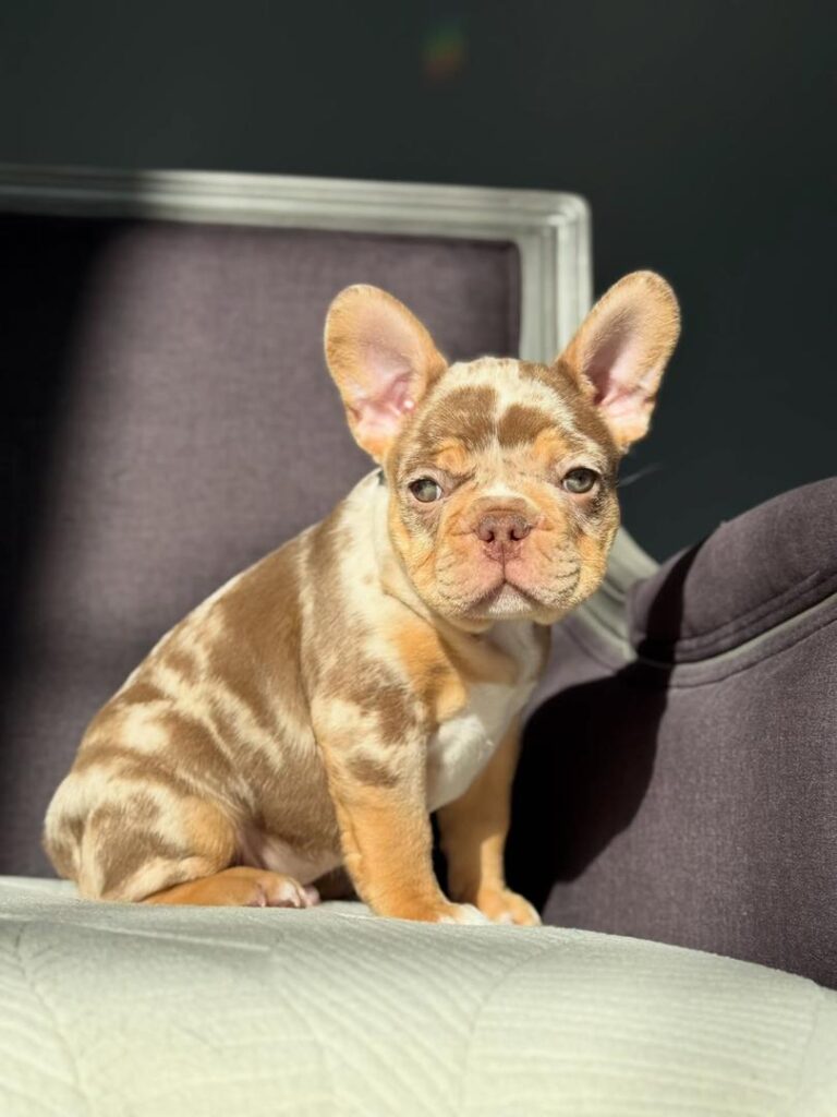 WhatsApp Image 2025-12-05 at 11.45.02 PM