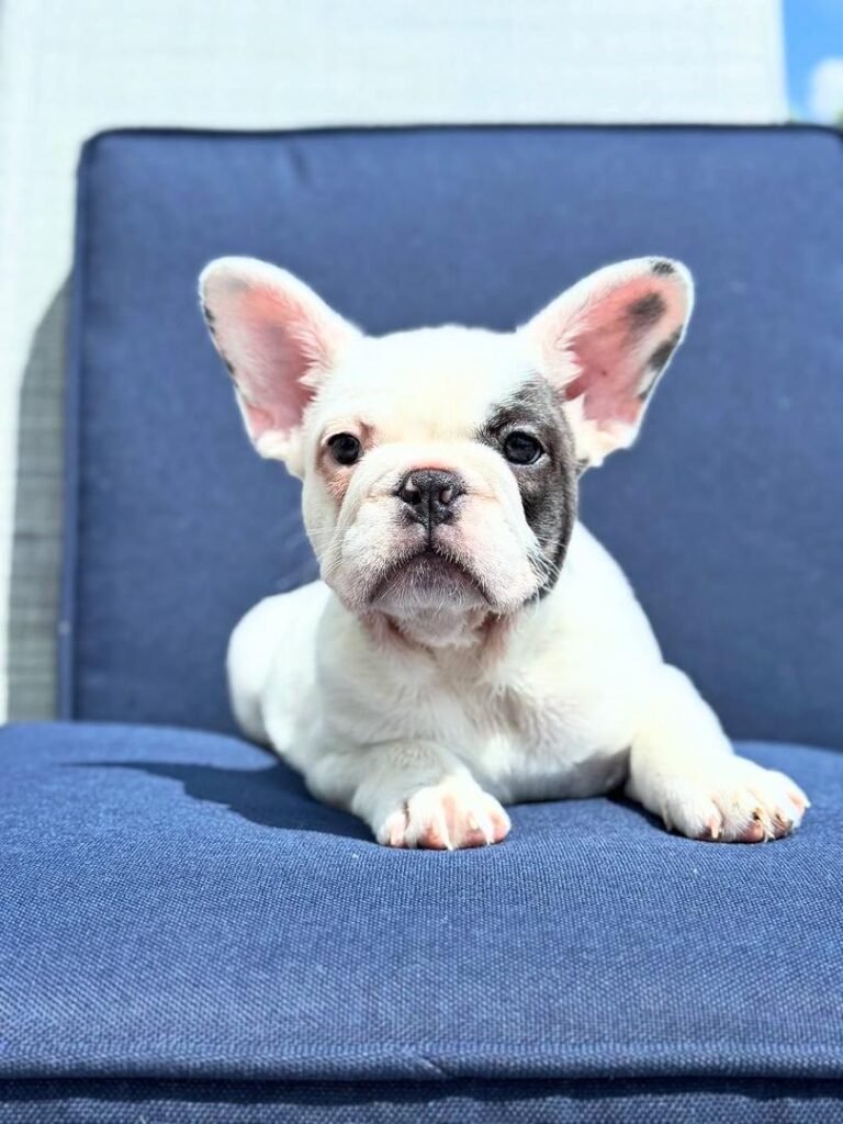 a1f9556a-e901-4a41-b485-a672353f0e81