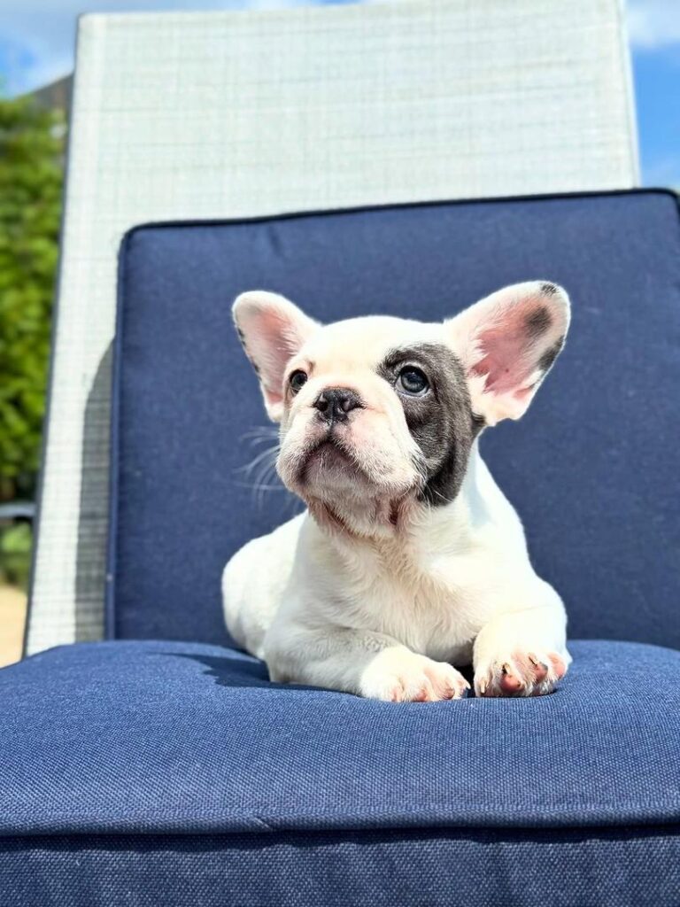 dca31e35-78c9-41ef-a564-77ba863a56f0