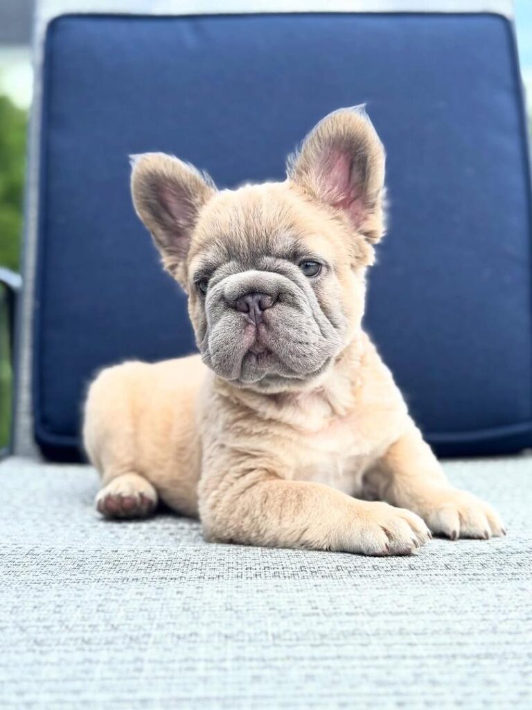 e8f75c06-ad3e-474f-918f-4374f4216a73